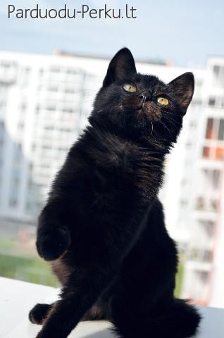 Dovanojama 4 mėn. sveika, juoda, puiki katytė Čela!
