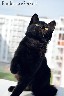 Dovanojama 4 mėn. sveika, juoda, puiki katytė Čela!