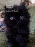 Juodas persų veislės kačiukas