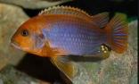 Rusty Cichlid - Iodotropheus sprengerae (taikūs)