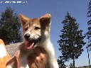 Laika