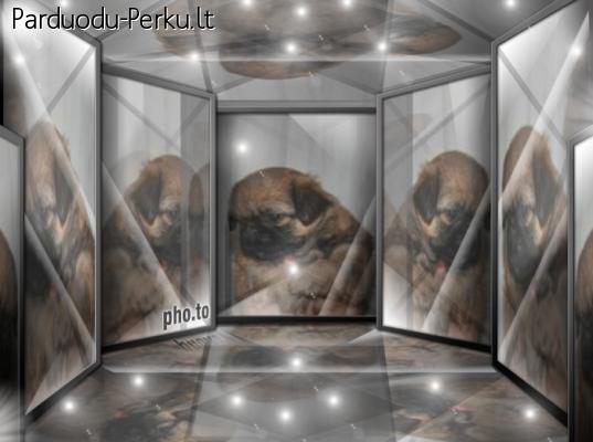 Pekinuke ;-)