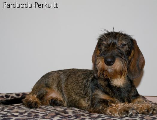 Parduodu.
