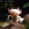 parduodu aksolotlius