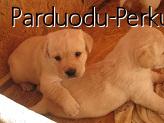 parduodu labradorus