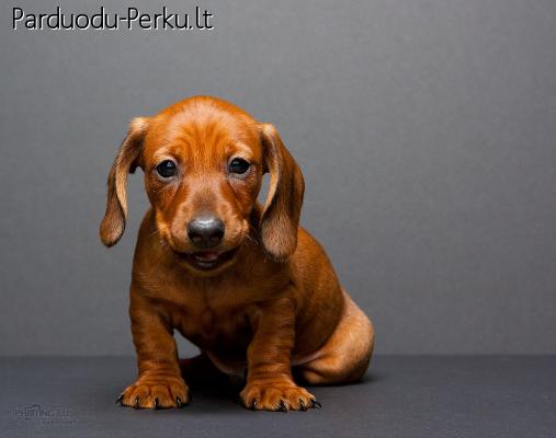Male puppies of miniature short hair Dachshund