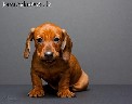 Male puppies of miniature short hair Dachshund