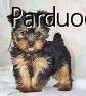 parduodu jorksyro terjera