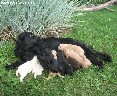 Anglų Koker Spanieliukai