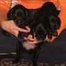 anglų koker spanieliai