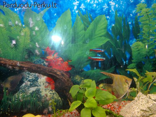 Parduodu akvariuma 72L 70x25x40