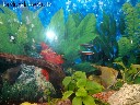 Parduodu akvariuma 72L 70x25x40