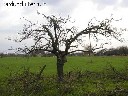 Medžių Genėjimas