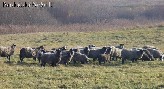 PARDUODU ROMANOVO AVIS IR BARONUS