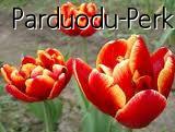 parduodu tulpes