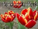 parduodu tulpes