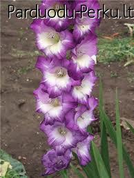 parduodu kardelius