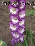 parduodu kardelius
