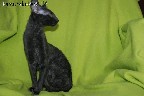 kornish rex