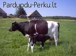 superku galvijus