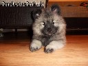Parduodu volfšpicą/keeshondą