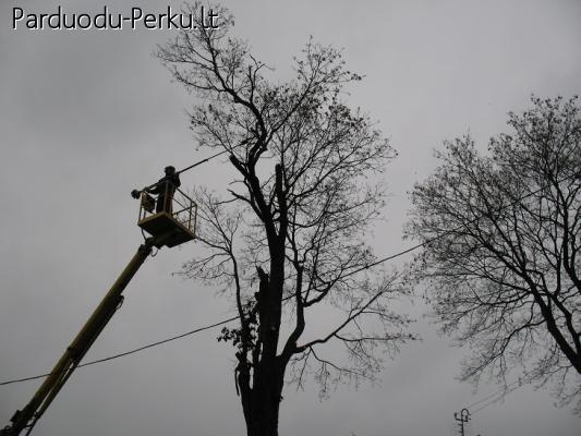 Medžių pjovimas