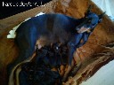 dobermanai