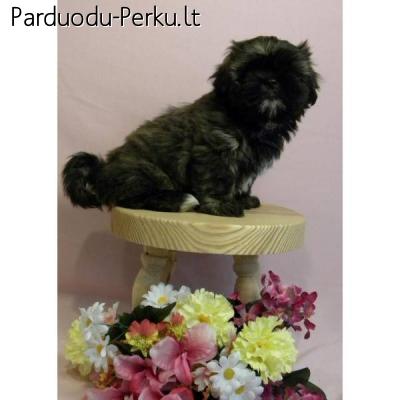 puikus Shih Tzu mergaitė šuniukas priimti