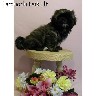 puikus Shih Tzu mergaitė šuniukas priimti