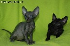 Cornish rex