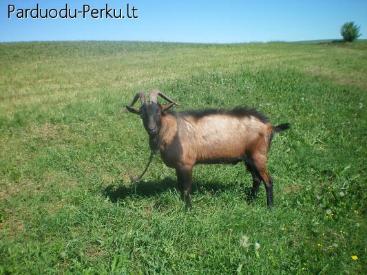 ieškau