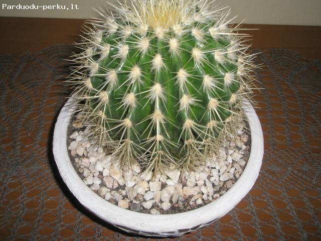 parduodamas kaktusas