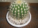parduodamas kaktusas