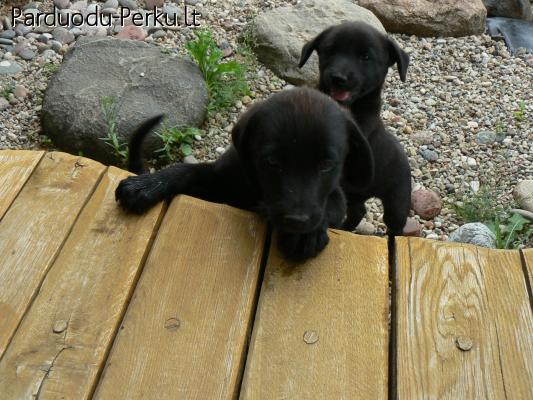 parduodami labradorai