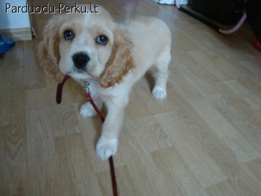 anglu koker spanieliuka