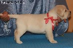 Labradoras šuniukai Vilniuje.