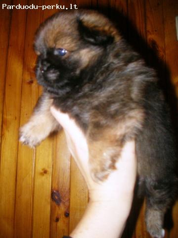 pekinai