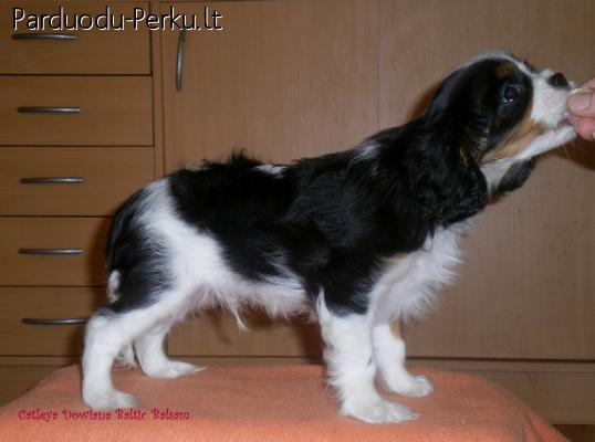 Cavalier King Charles puppy