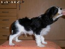 Cavalier King Charles puppy