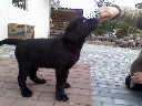 Labradoro retriveriai su dokumentais