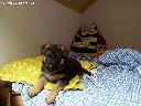 Grynaveisliai Vokiečių aviganiai