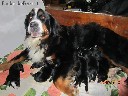 Parduodami berno zenenhundų šuniukai