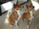 Laukiama kilmingų basenji šuniukų vada