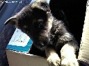 Parduodu 2 vokieciu aviganius kilimingi grazus ir t.t