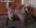 Dingo amerikiečių koker spanielių veislės šunelis