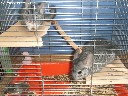 sinsilos