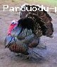 ivairus pauksciai