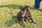 juodas labradoras