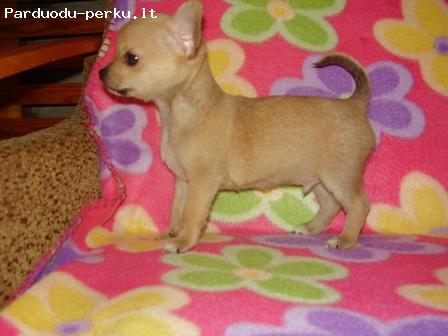 Chihuahua