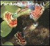parduodu gupijas